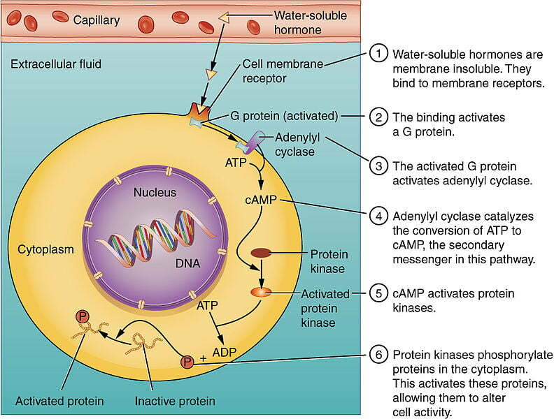 peptide hormones blog