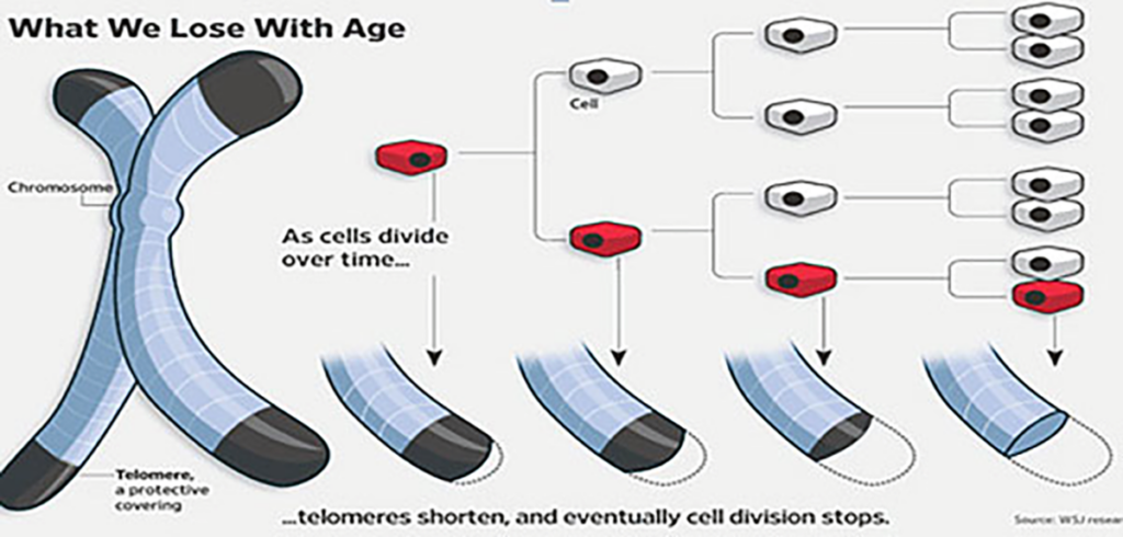 telomere shortening cell