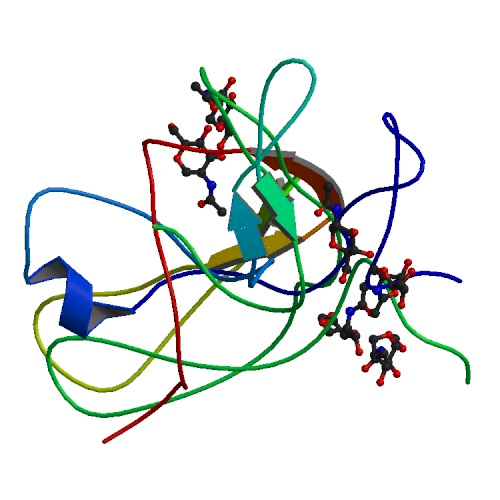 hcg protein structure