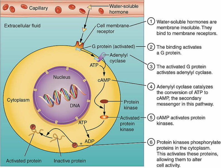 What Are Peptide Hormones GenX Peptides what-are-peptide-hormones-genx-peptides