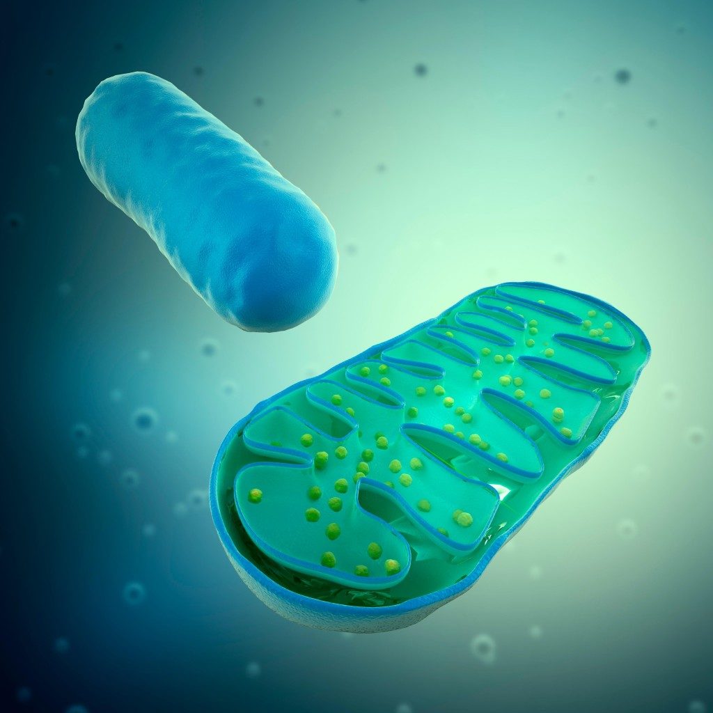 mitochondria peptide blog